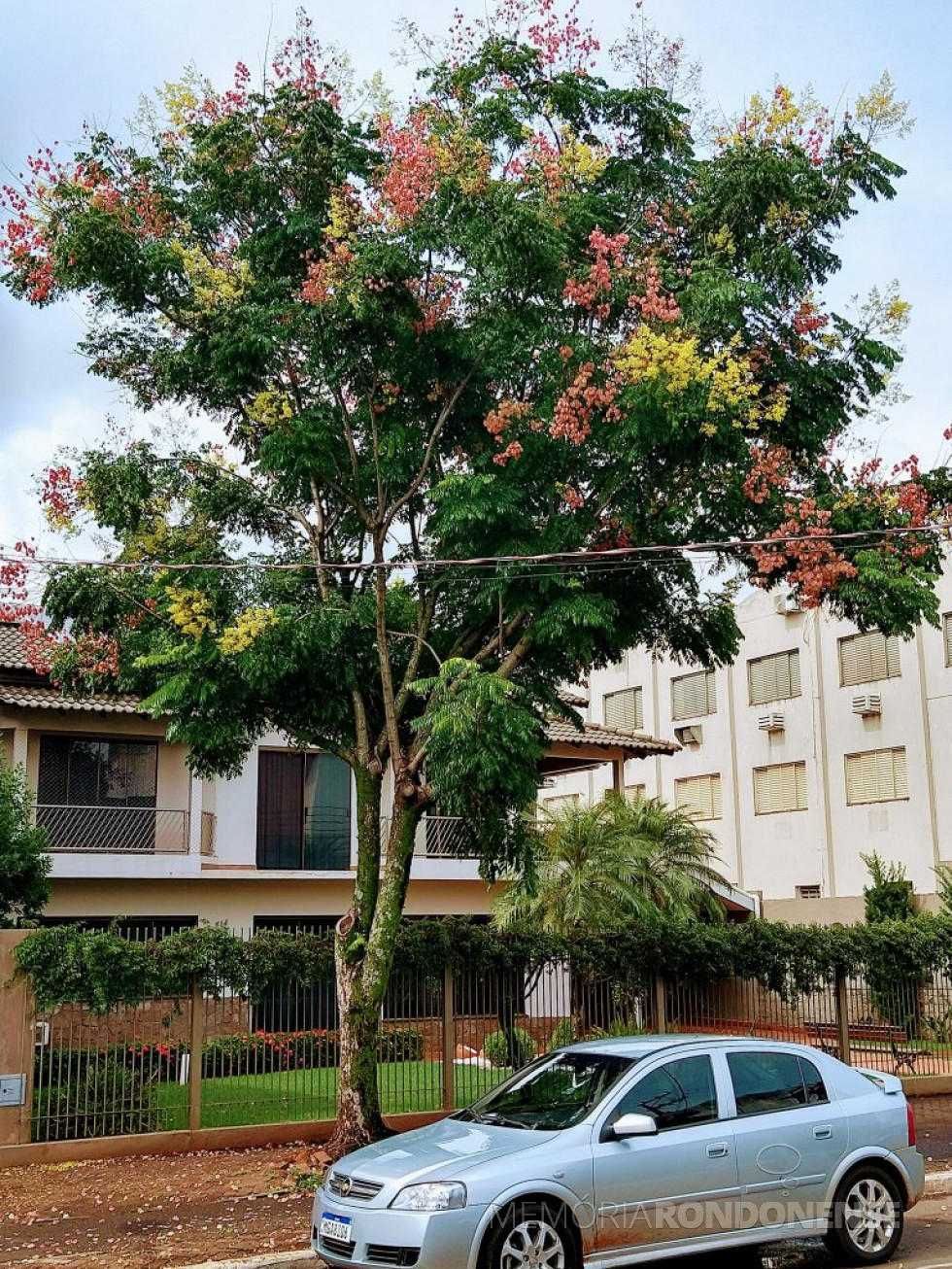 || Árvore ornamental em flor à Rua Tiradentes, entre a Avenida Rio Grande do Sul e Rua Santa Catarina, na cidade de Marechal Cândido Rondon, em frente à residência do casal Sandra (nascida Meine) e Friedrich Rieger, fotografada em 23 de  abril de 2022.
Imagem: Acervo e crédito do rondonense Rafael Sturm - FOTO 18 -