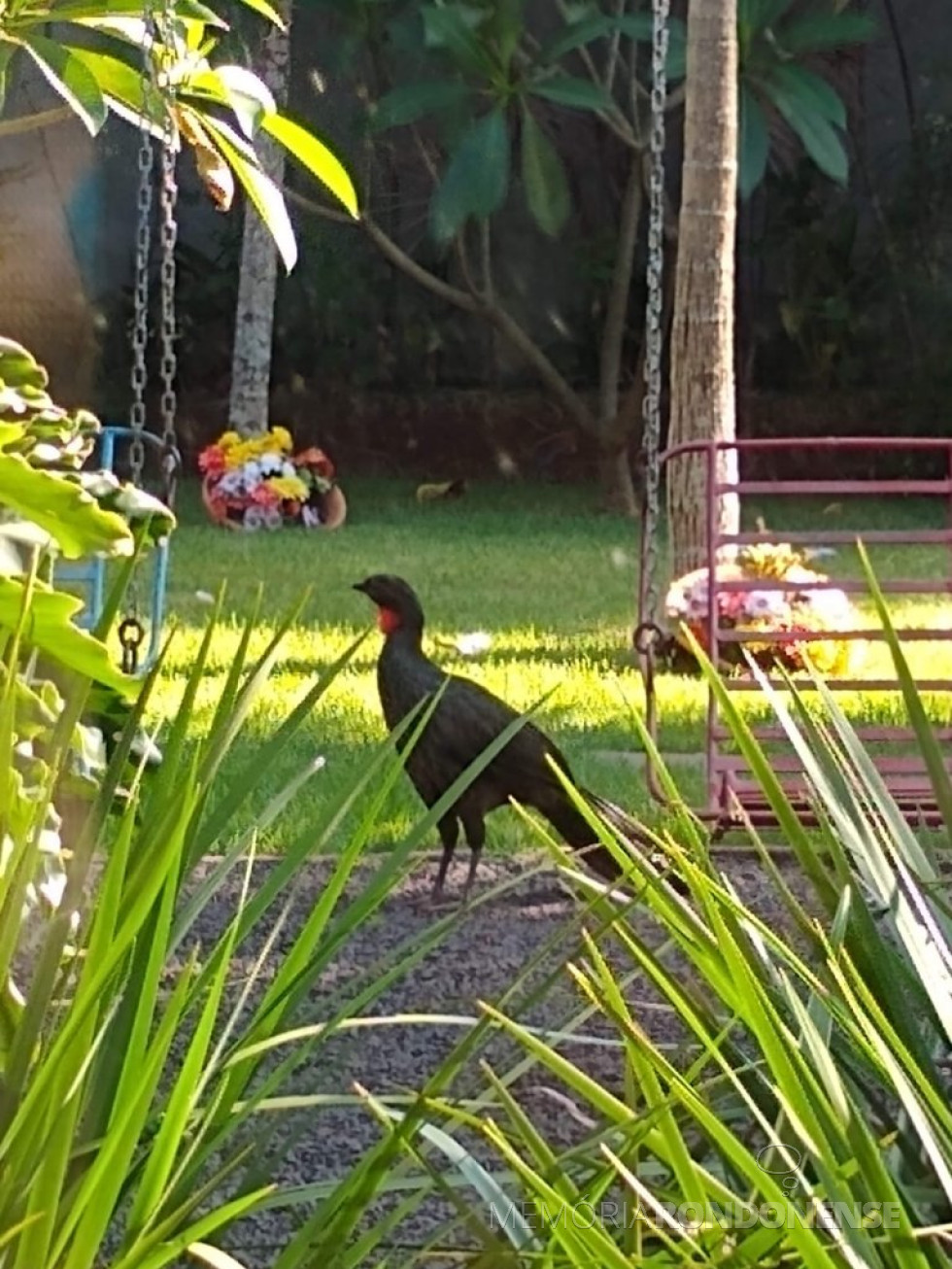 || Ave circulando pela área do jardim do casal rondonense.
Imagem: Acervo pessoal - FOTO 13 -