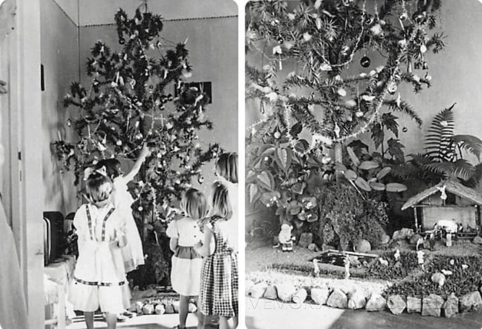 Pinheirinhos nativos (Araucaria angustoflia) enfeitados para o Natal, no Rio Grande do Sul, no século passado.
Imagem: Acervo de Valeska Peterson  (RS) - FOTO 4 -