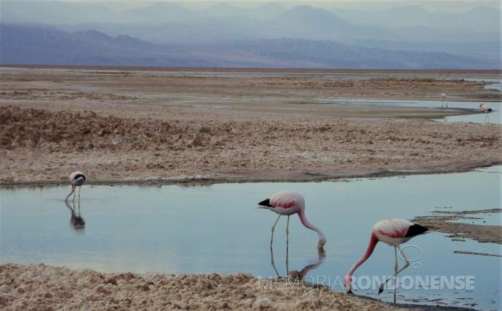 || Flamingos em um dos salares do Atacama fotografados pelo professor dr. Tarcísio H Vanderlinde.
Imagem: Arquivo pessoal - FOTO 18 -