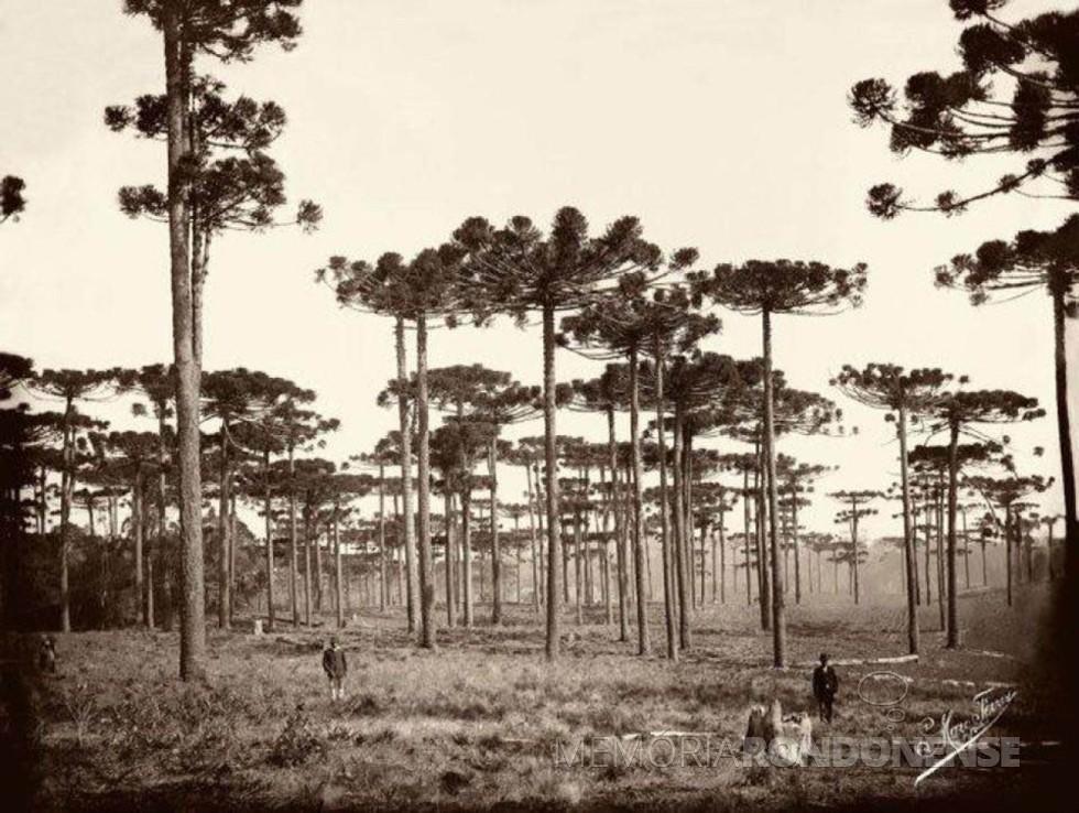 || Pinheirais à beira da ferrovia Paranaguá-Curitiba, nas proximidades da cidade de Piraquara, por volta de 1890.
Imagem: Acervo Arquivo Público do Paraná . Autoria: Marc Ferrez - FOTO 4 - 