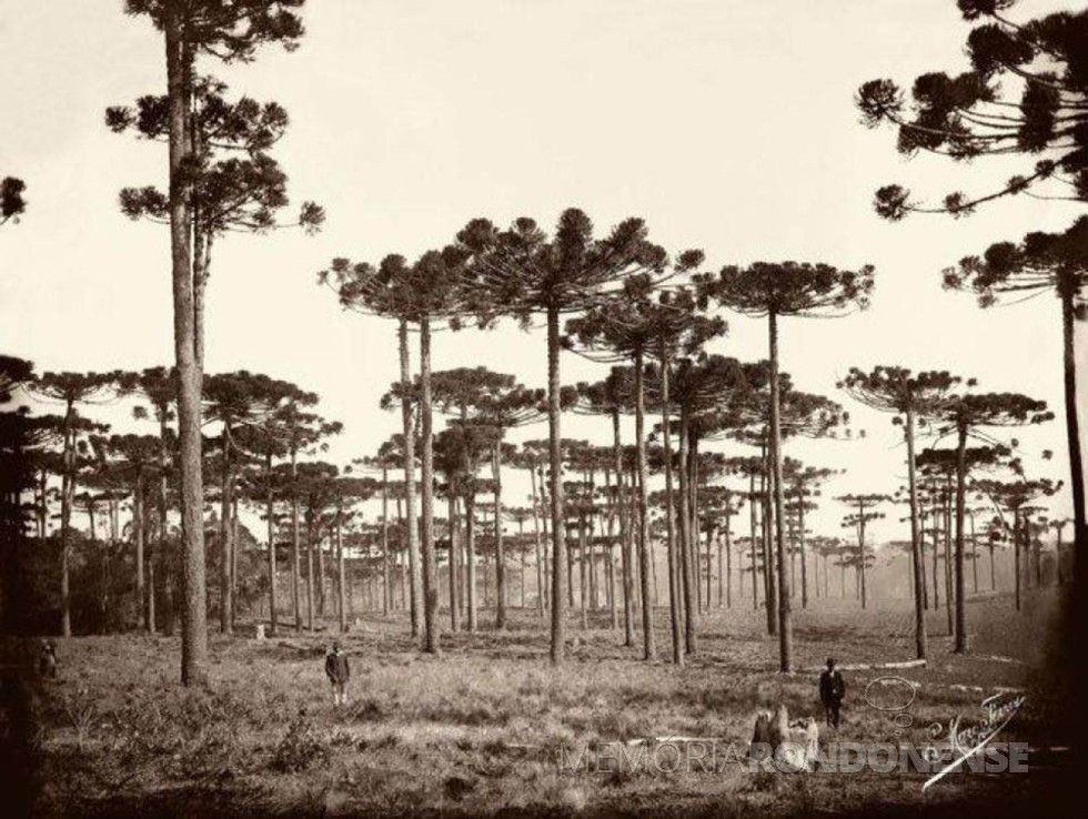 || Pinheirais à beira da ferrovia Paranaguá-Curitiba, nas proximidades da cidade de Piraquara, por volta de 1890.
Imagem: Acervo Arquivo Público do Paraná . Autoria: Marc Ferrez - FOTO 4 -