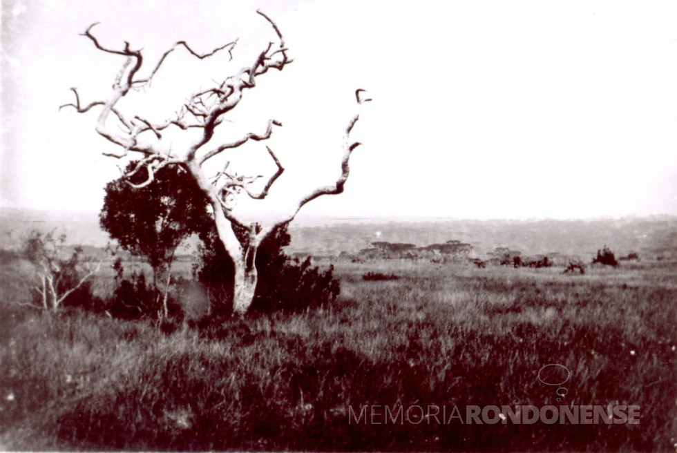 || Região de Campo Mourão em 1922.
A fotografia é de autoria do fotógrafo curitibano, Alexandre Linzmeyer, integrante da expedição de Edmundo Mercer e Coelho Júnior, que na ocasião fizeram o reconhecimento e medição do território mourãoense.
Imagem: Acervo Museu Municipal Deolindo Mendes Pereira - FOTO 3 -
