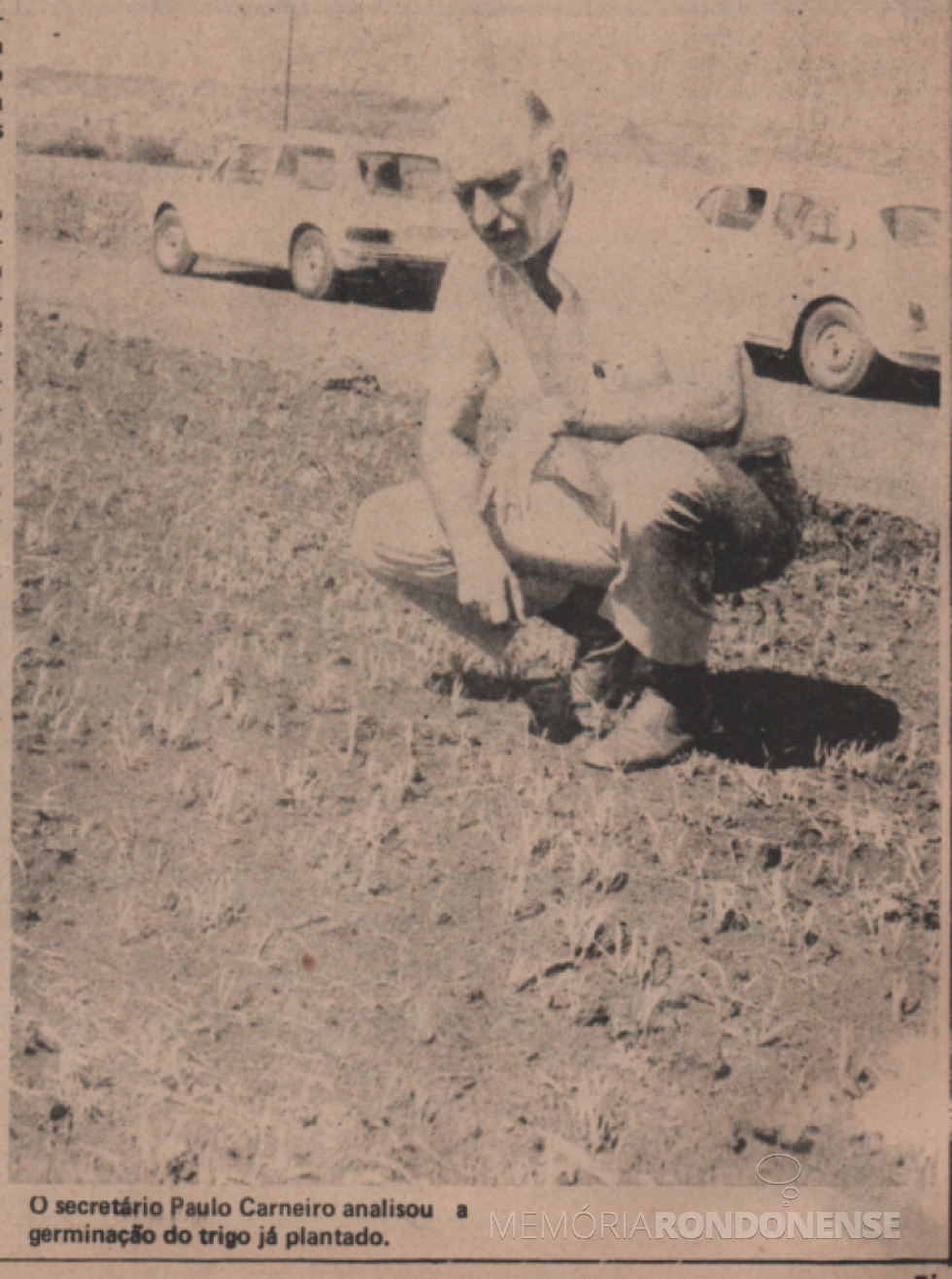 || Paulo Carneiro, secretário de Estado da Agricultura do Paraná, examinando a cultura de trigo recém brotada, durante a sua visita a Marechal Cândido Rondon, em março de 1978.
Imagem: Acervo Família de Ariovaldo Luiz Bier/Projeto Memória Rondonense - FOTO 6 -