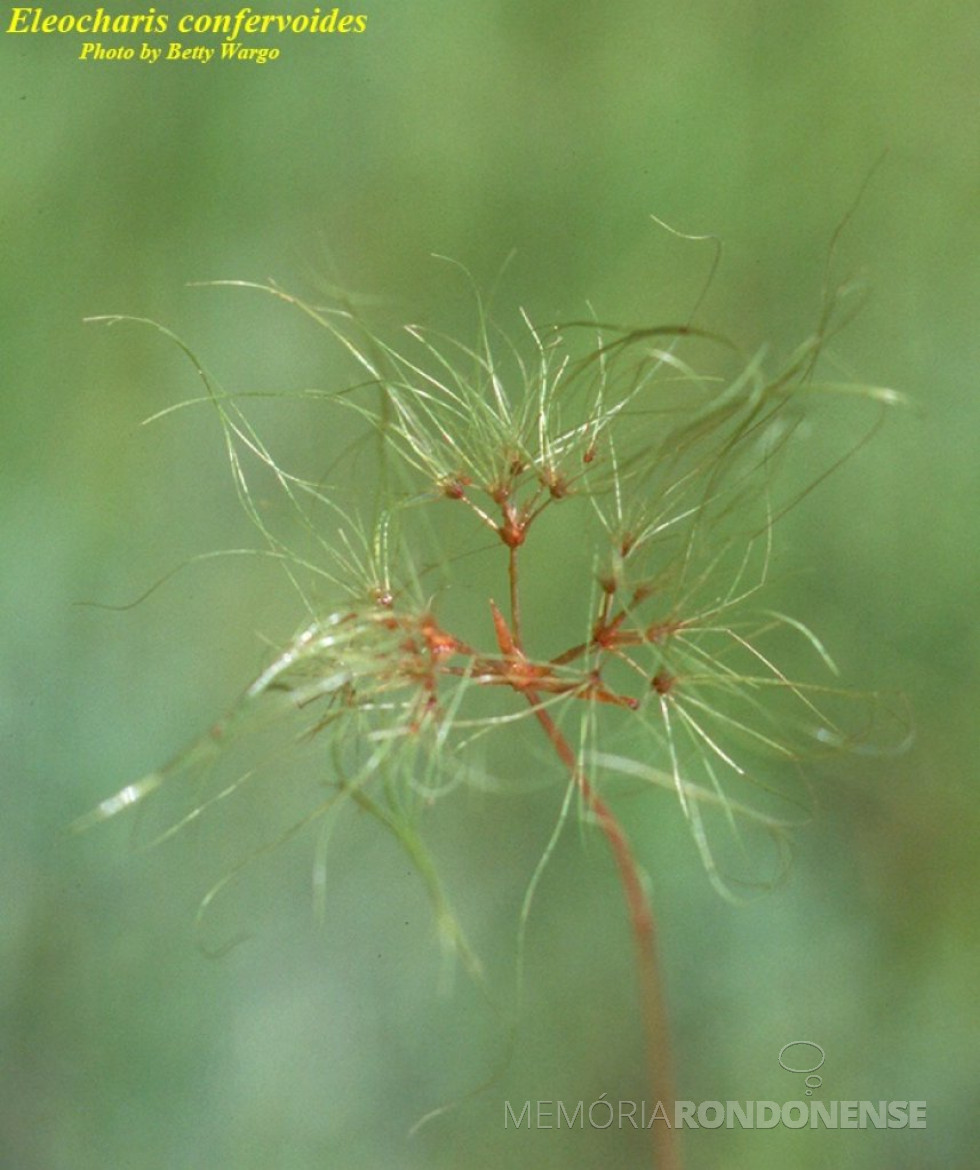 || Exemplar de Eleocharis confervoides, planta que reapareceu depois de 146 anos no Paraguai, avistamento noticiado em fevereiro de 2023.
Imagem: Acervo University of South Florida - FOTO 17 -