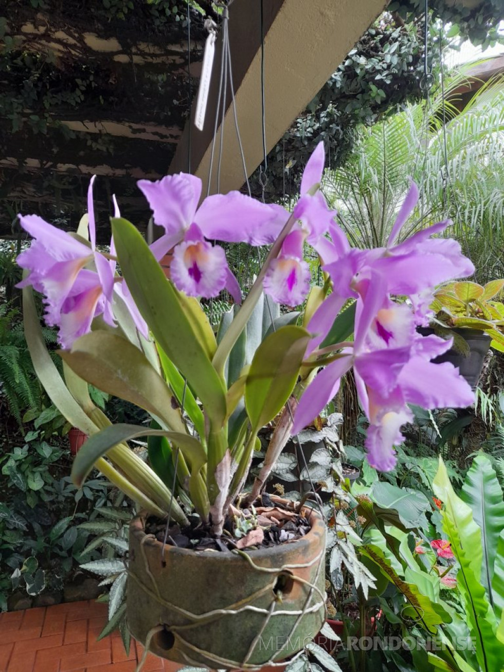 || Cattleya labiata var. concolor em flor na residência do memorialista rondonense Harto Viteck, em março de 2023.
Imagem: Acervo Projeto Memória Rondonense - FOTO 21 -