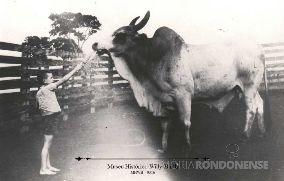 || Laudi Witeck, filho de Leopoldo José Witeck, com o touro Nelore na propriedade do pai em Linha Marrecos (atual Linha São Cristóvão) adquirido pelo pioneiro em 1957.
Imagem: Acervo Museu Histórico Willy Barth - Doador: Hilda Witeck em 16.08.1986 - FOTO 4 -
