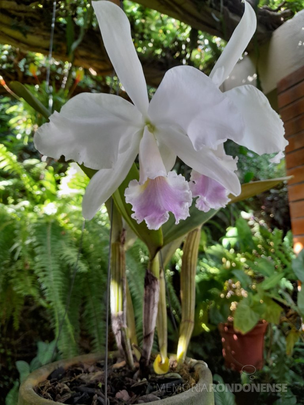 || Cattleya labiata var. amesiana  em florada na residência do memorialista rondonense Harto Viteck, em 31 de março de 2023.
Imagem: Acervo Projeto Memória Rondonense - FOTO 20 - 