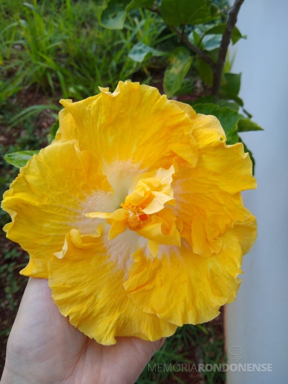 || Flor de hibisco fotografada na residência de Moreira, viúva do pediatra rondonense  Dr. Cesar Moreira, por Marla Cristaine Viteck, em 06 de maio de 2023.
Imagem: Acervo da citada - FOTO 21 -