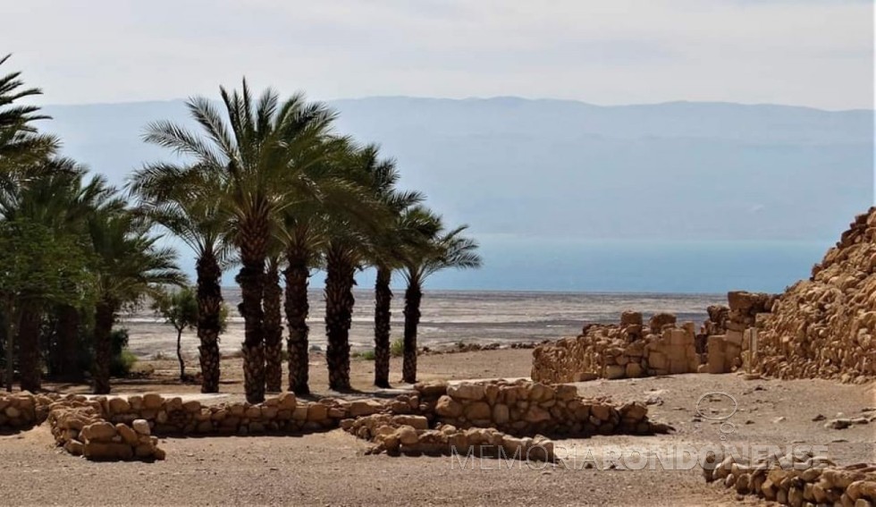 || Tamareiras na orla do Mar Morto próximo ao local onde foram descobertas as sementes milenareS. 
Imagem anexada ao artigo de 28.04.2023, de sua autoria. - FOTO 17 -