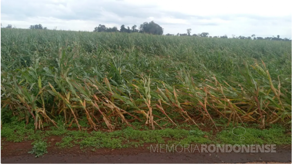|| Lavoura de milho atingida pelos fortes ventos no município de Pato Bragado, em 23 de junho de 2023.
Imagem: Acervo O Presente - FOTO 20
 - 
