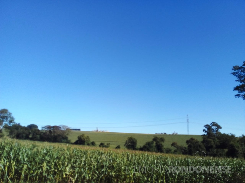 || Céu límpido contrastando com o verde da cultura do milho, em 18 de junho de 2023., em fotografia desde a Linha São Luiz, no município de Mercedes.
Imagem: Acervo e crédito de Eli Marcon - FOTO 21 -