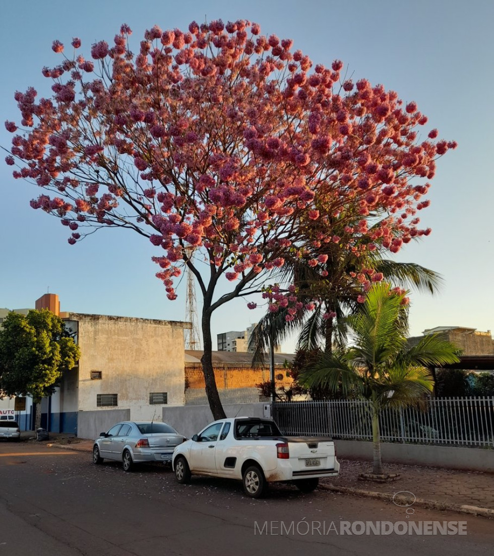 || Entardecer na cidade de Marechal Cândido Rondon em 07 de junho de 2023, com destaque para o ipê florido à Rua Independência, entre as Ruas Espírito Santo e Rio de Janeiroi.
Imagem: Acervo Projeto Memória Rondonense - FOTO 18 - 