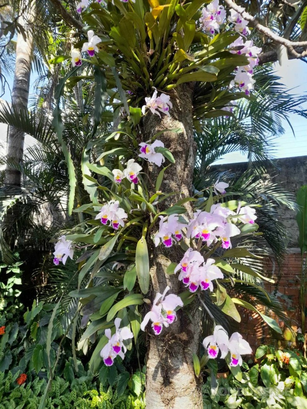 || Outro flagrante da Cattleya gaskeliana em flor,  cultuvada numa amexeira, no jardim do casal Elenita e Harto Viteck, em julho de 22023.
Imagem: Acervo do casal - FOTO 51 - 