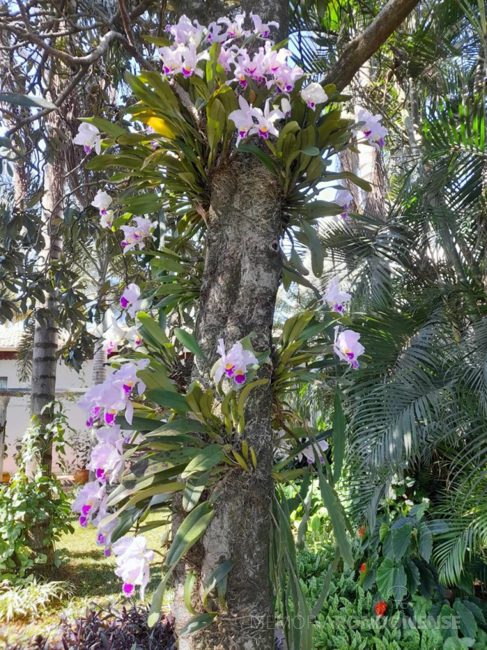 || Cattleya gaskeliana, nativa da Venezuela, em florada no jardim do casal Elenita e Harto Viteck, na cidade de Marechal Cândido Rondon (PR), na segunda metade do mês de julho de 2023.
Imagem: Acervo do Casal - FOTO 53 -