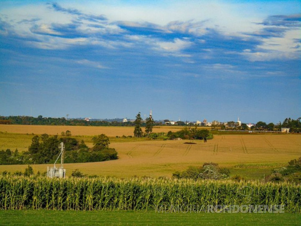 || Vista de plantação de milho na área suburbana de Marechal Cândido Rondon,  em meados de março de 2023.
Imagem: Acervo Grupo Marechal Cândido Rondon, Paraná - FOTO 17 - 