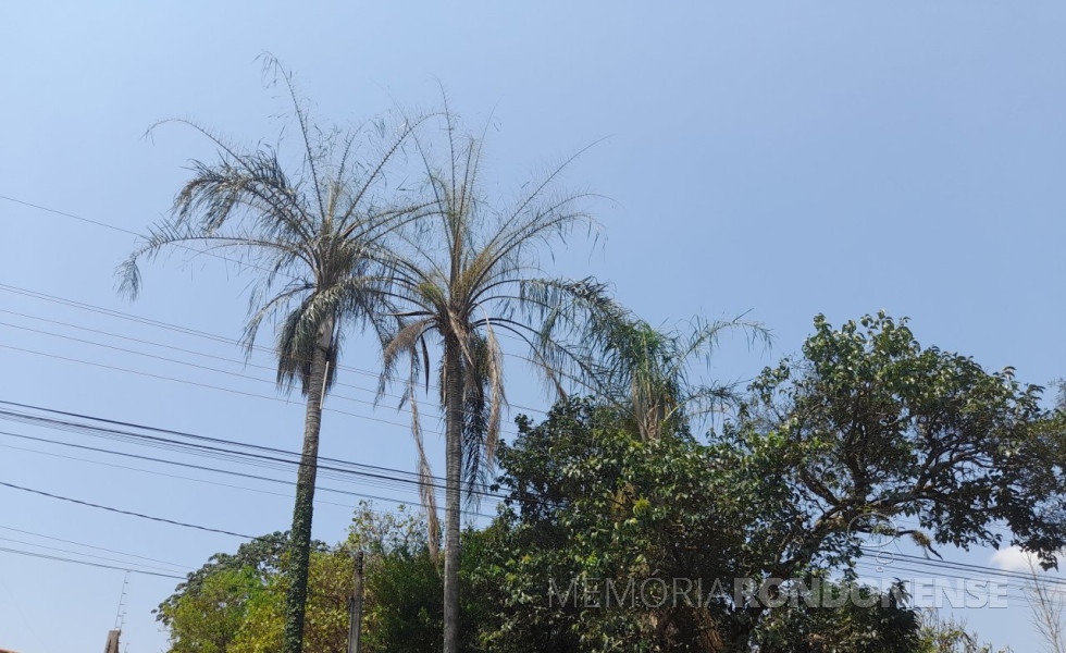 || Palmeiras danificadas pelas lagartas