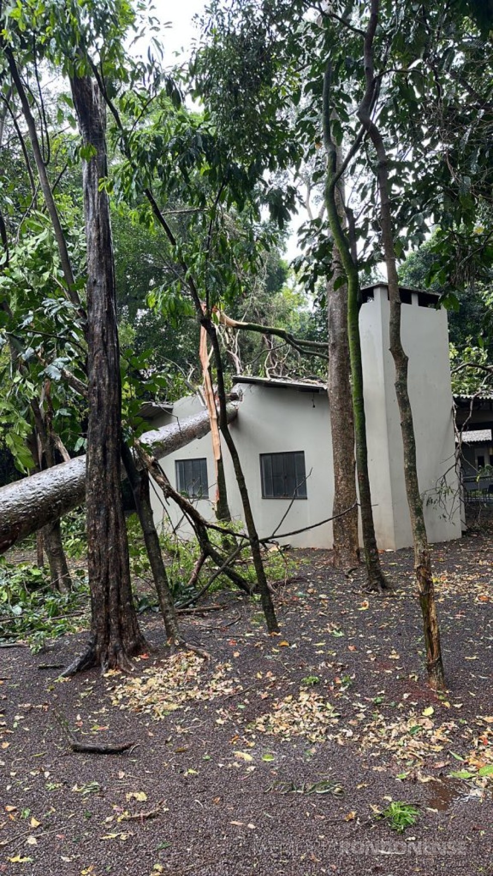 || Árvore caída com a força do temporal sobre área social da Associação Atlética Cultural Copagril, em setembro de 2023.
Imagem: Acervo Mídias Sociais - FOTO 30 - 