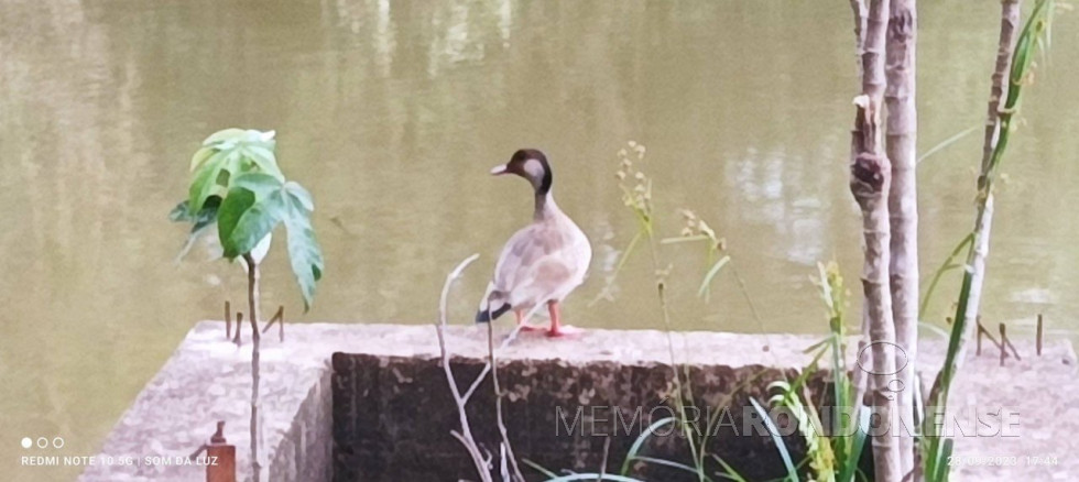 || Marreca ananaí (Amazonetta brasiliensis), da avifauna brasileira, descansando ao final da tarde no lago do Parque de Lazer Rodolfo Rieger, em Marechal Cândido Rondon, em 28 de setembro de 2023.
Imagem: Acervo e crédito Valdemir Sonda - FOTO 21 - 