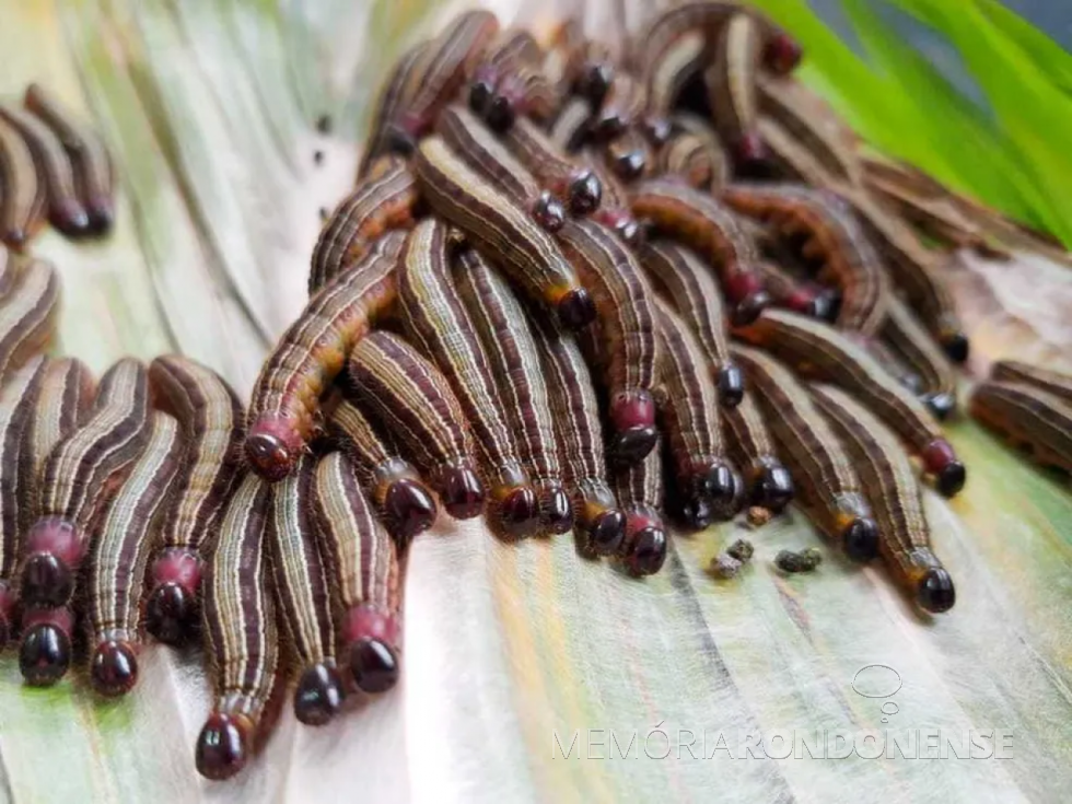 || Largartas  da mariposa Brassolis sophorae. A cada postura são aproximadamente 100 ovos de positados pelo inseto.
Imagem: Acervo Projeto Memória Rondonense - FOTO 19 - 