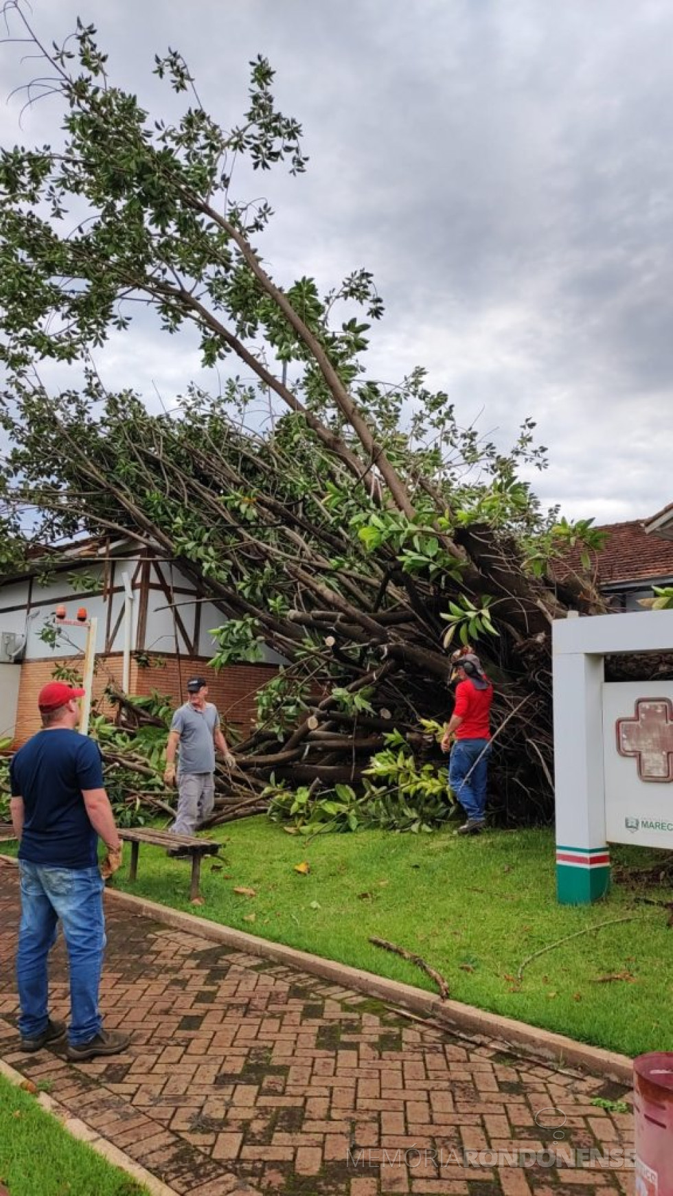 || A seringueira falsa (Ficus elastica Roxb. ex Hornem) , em frente ao Hospital Municipal Dr. Miguel Cruzatti, tombada pelos ventos, em outubro de 2023.
Imagem: Acervo Imprensa PM-MCR - FOTO 23 - 