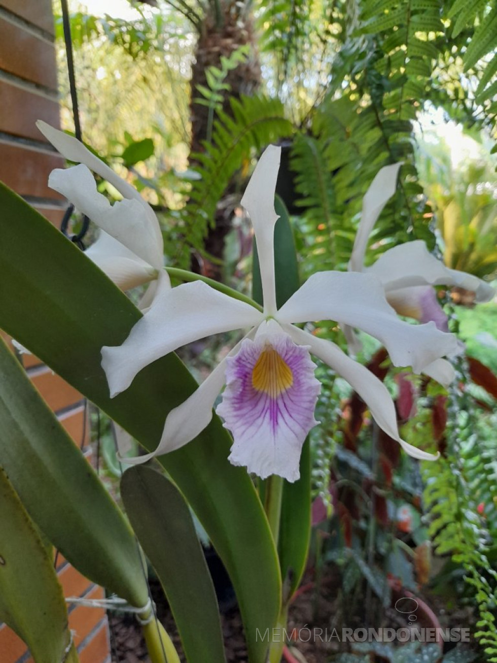 || Laelia purpurata var. canhadaduba em florada na coleção do memorialista rondonense Harto Viteck, em novembro de 2023.
Imagem: Arquivo pessoal - FOTO 33 -