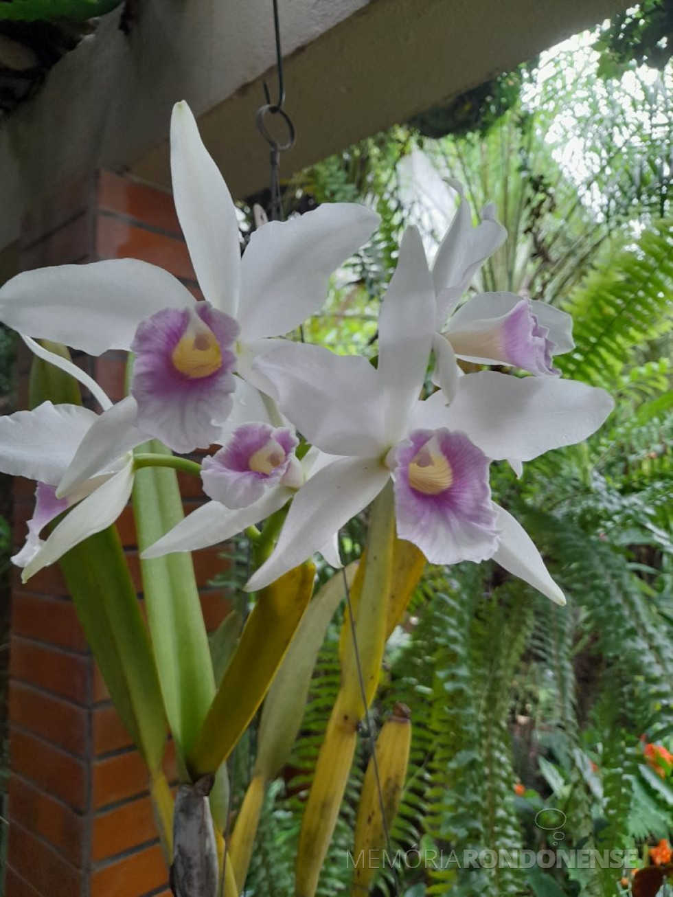 || Laelia purpurata var. cereja em floração na coleção do historiógrafo rondonense Harto Viteck, em novembro de 2023.
Imagem: Acervo Projeto Memória Rondonense - FOTO 24 -