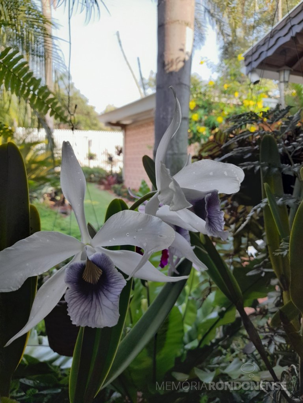 || Laelia purpurata var. verkhauserii em florada na coleção do memorialista rondonense Harto Viteck, em 0e de novembro de 2023.
Imagem: Acervo pessoal - FOTO 9 -