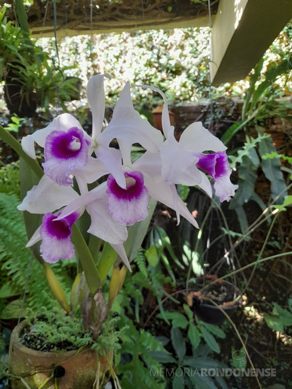 || Laelia purpurata var. argolão, em floração na coleção do historiógrafo rondonense Harto Viteck, em novembro de 2023.
Imagem: Acervo Projeto Memória Rondonense - FOTO 34 -