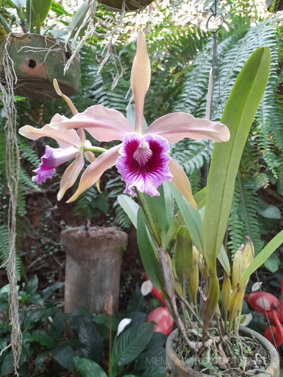 || Orquídea