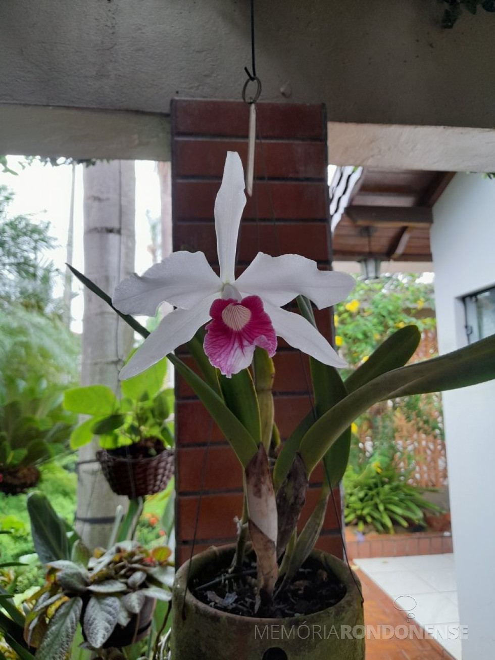 || Laelia purpurata var. carnea em floração na coleção do memorialista rondonense Harto Vitec, em novembro de 2023.
Imagem: Acervo Projeto Memória Rondonense - FOTO 23 - 