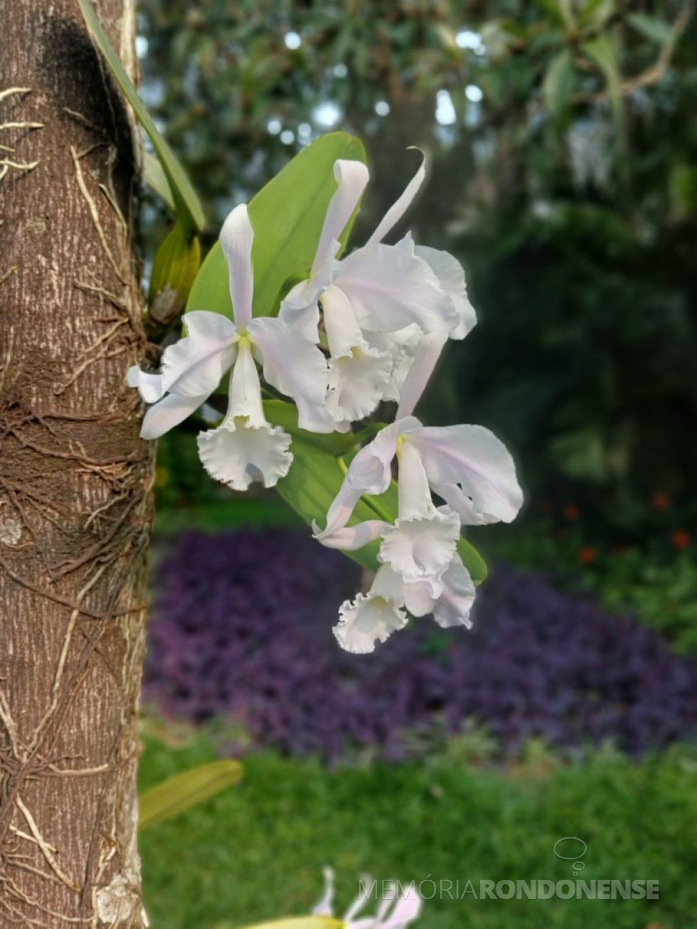 || Cattleya warnerii var. amesiana 