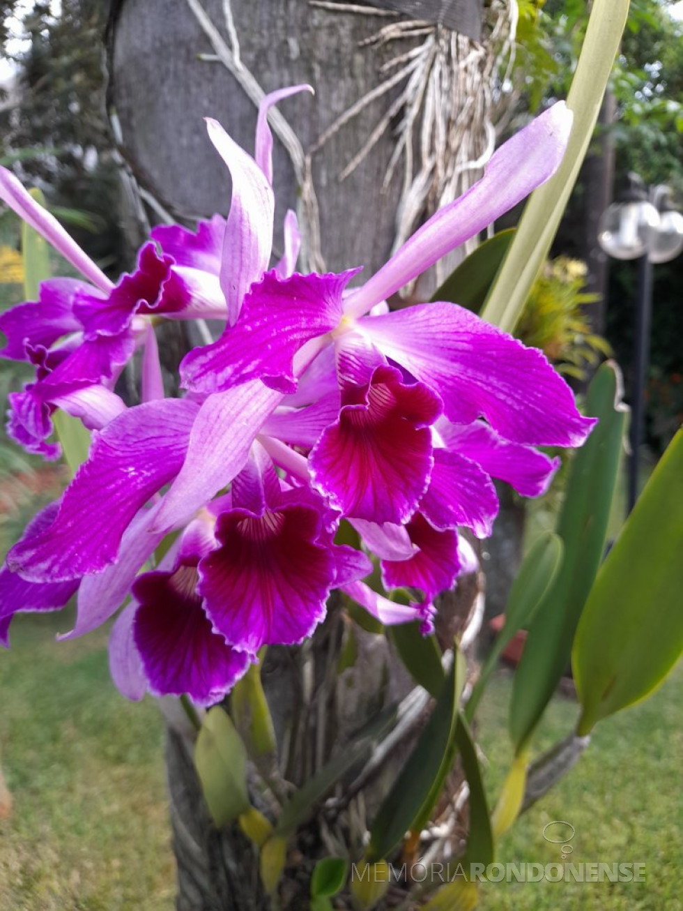 || Laelia purpurata var. sanguínea em florada na coleção do memorialista rondonense Harto Viteck, em dezembro de 2023.
Imagem: Acervo Projeto Memória Rondonense - FOTO 27 -