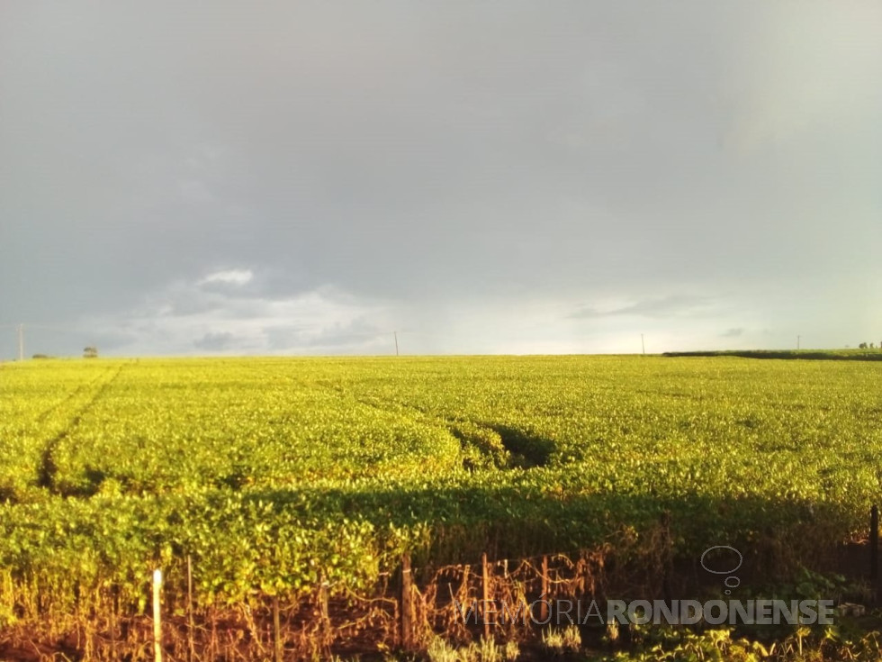 || Entardecer com chuva no município de Marechal Cândido Rondon, em 19 de janeiro de 2024, clicado desde a Linha São Luiz por Eli Marcon.
Imagem: Acervo pessoal - FOTO 20 -