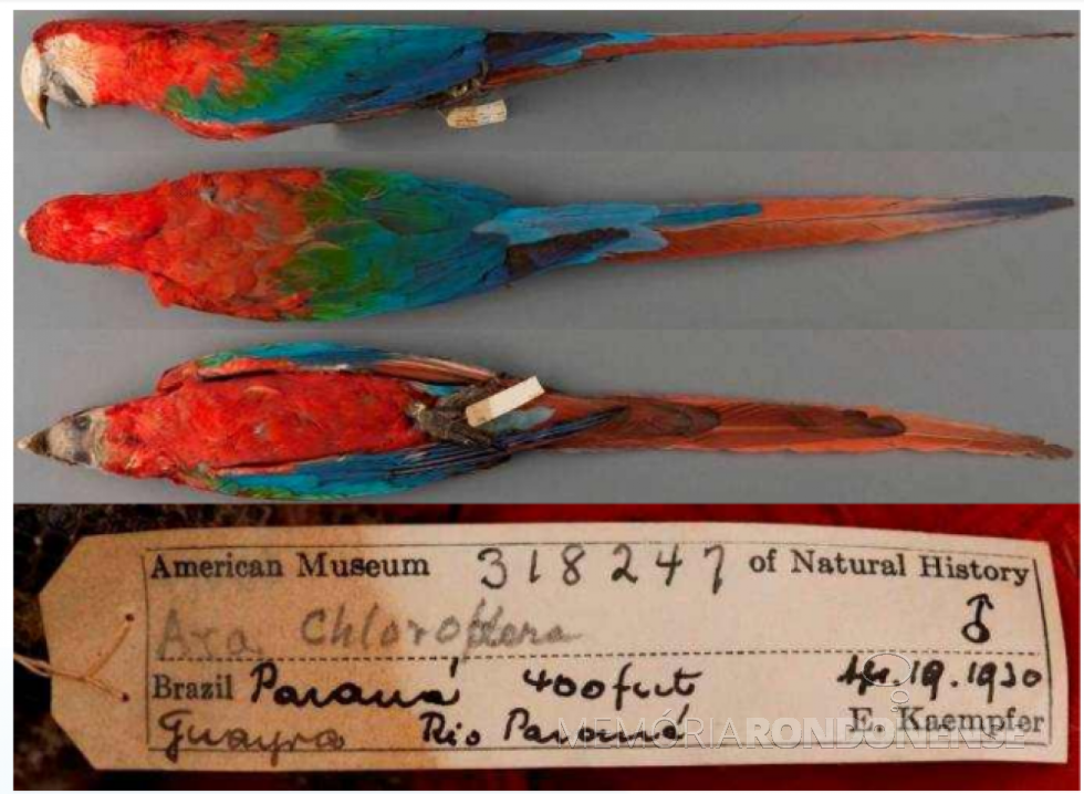 || Exemplares de arara-vermelha grande, taxidermizados, coletados em Guaíra (PR), em abril de 1930, em vista lateral, dorsal e ventral, no Museu Americano de História Natural. Etiqueta original de Emil Kämpfer.
Imagem de Thomas J Trombo - FOTO 13 -