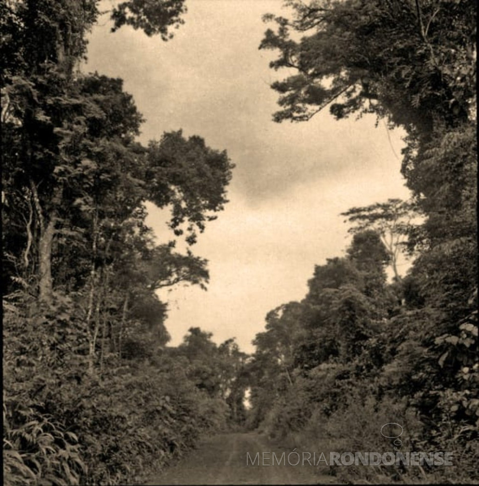 || vista da Estrada das Cataratas margeada por frondosas matas. 
Imagem: Acervo Jorge Pegoraro - FOTO 4 - 