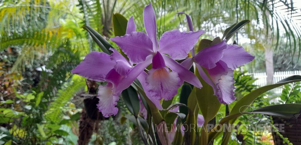 || Cattleya labiata concolor  em floração na coleção de plantas do historiógrafo rondonense Harto Vitec, em 22 de fevereiro de 2024.
Imagem: Acervo Projeto Memória Rondonense - FOTO 22 -