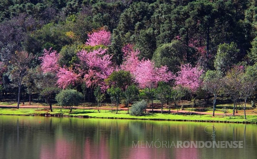 || Ipês em flor junto ao lago do Parque de Lazer Rodolfo Rieger, em Marechal Cândido Rondon (PR), em 22 de junho de 2024.
Imagem: Acervo e crédito da professora Isa (nascida Schneider) Vasques - FOTO 21 -