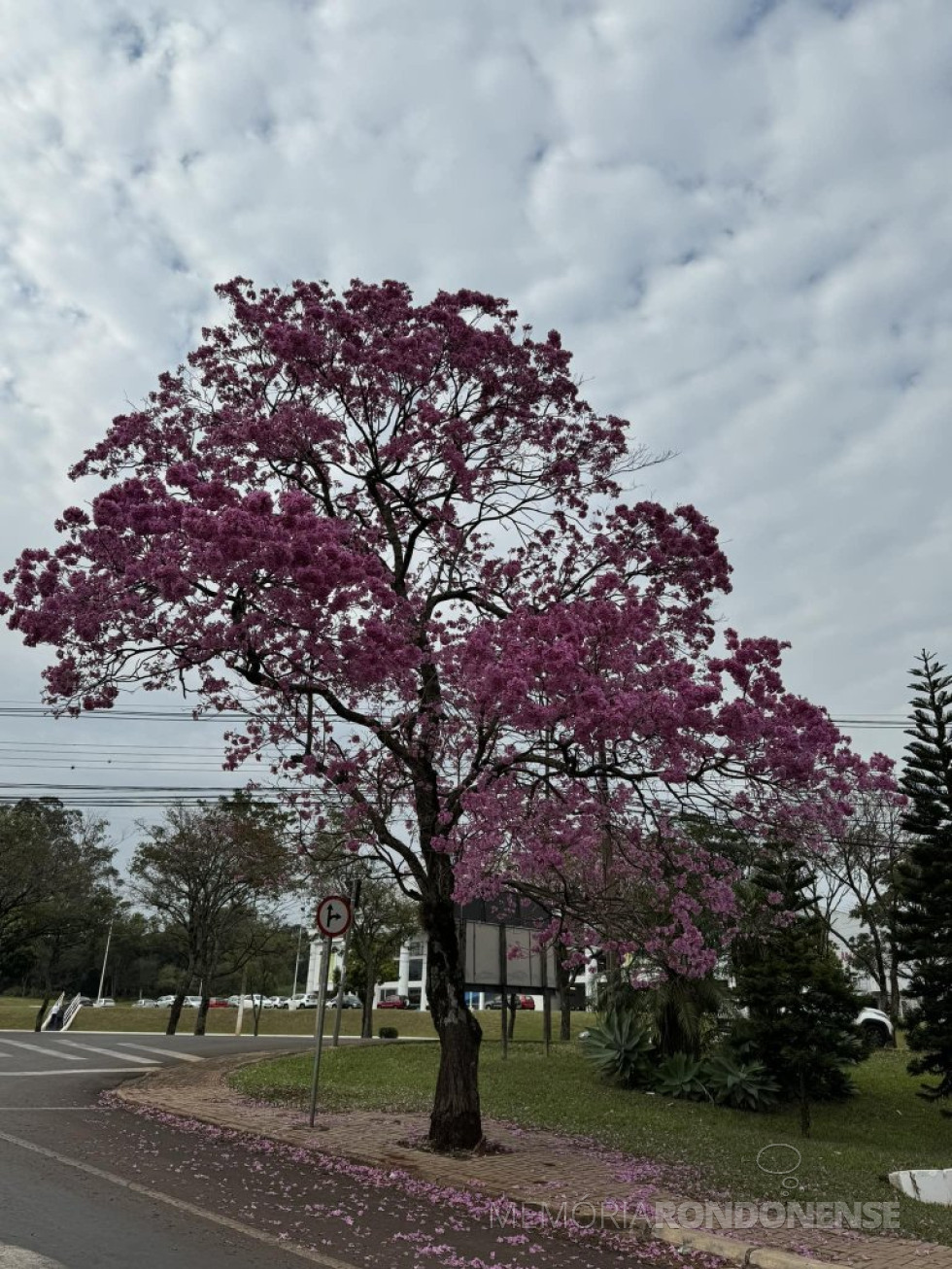 || Começo da manhã na cidade de Cascavel (PR), em 06 de julho de 2024.
Imagem: Acervo e crédito de Aílton Santos / Tarobá / Facebook - FOTO 35 -