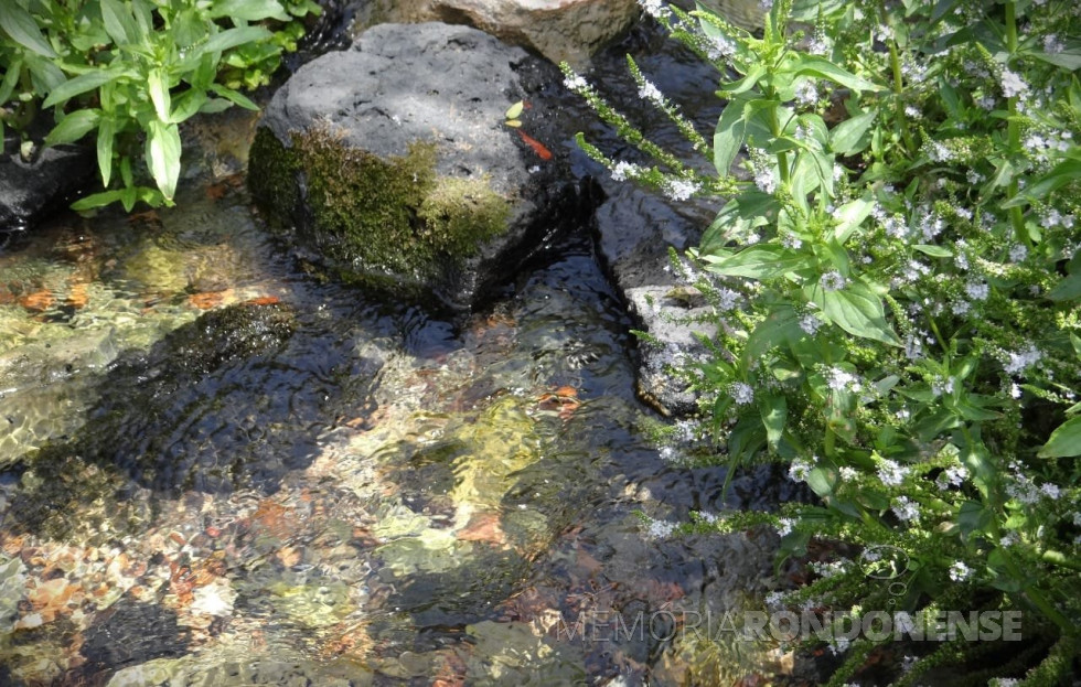 || “Água viva”: nascente do Rio Jordão nas Colinas de Golã – norte da Terra Santa, fotografia agregada ao texto.
Imagem: Acervo pessoal - FOTO 30 -