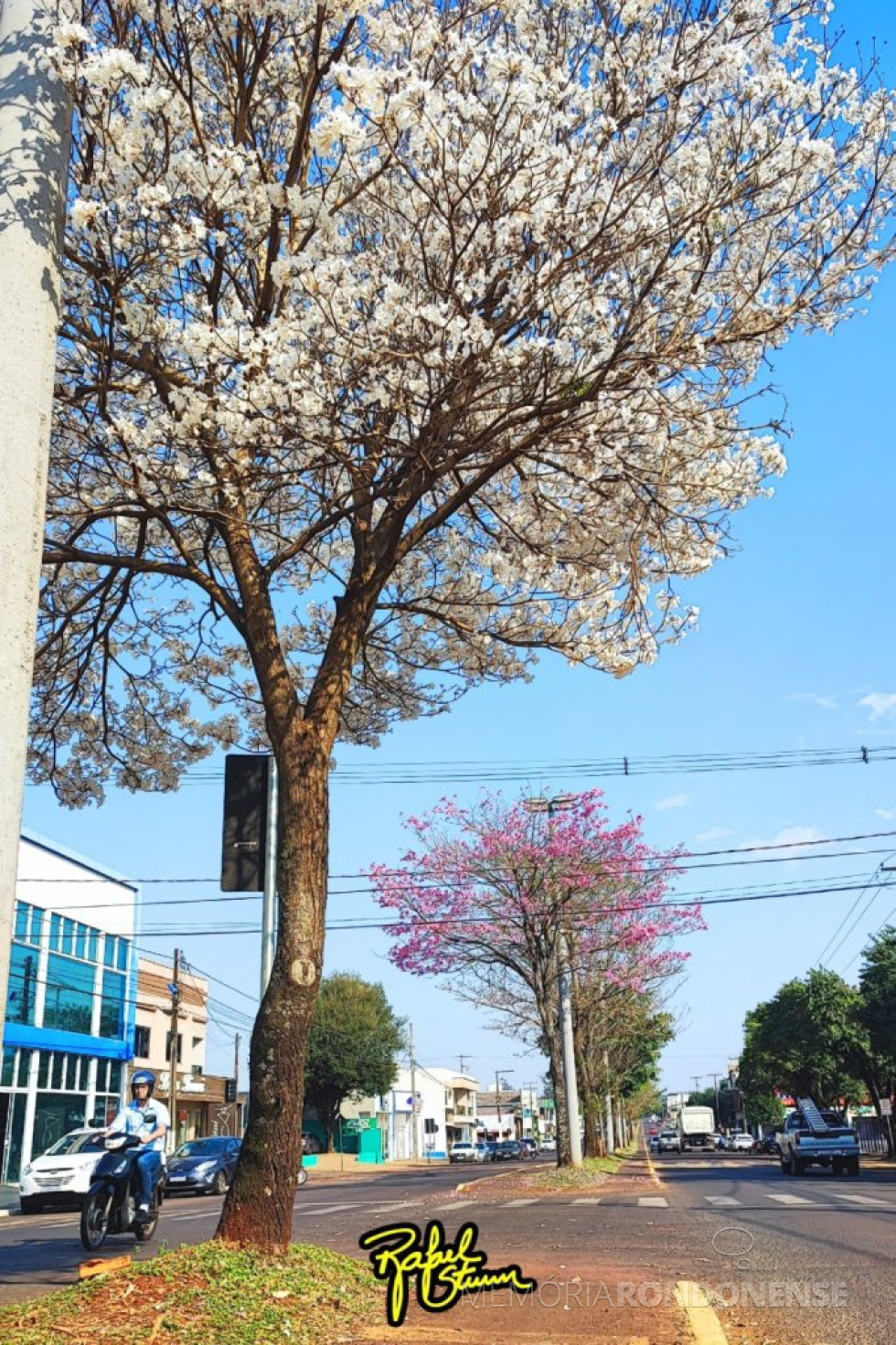 || Ipê branco em flor na cidade de Marechal Cândido Rondon, na Avenida Rio Grande do Sul, em frente a Escola Municipal 25 de março, Bairro Vila Gaúcha, em 20 de agosto de 2024.
Imagem: Acervo e crédito de Rafael Orlando Sturm - FOTO 41 -