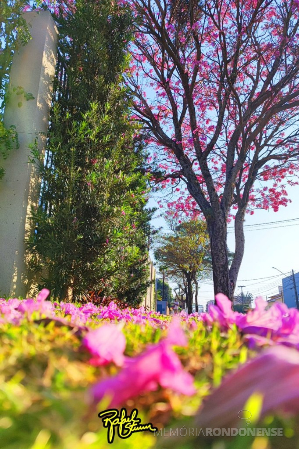 || Ipê rosa em flor na cidade de Marechal Cândido Rondon, na esquina das Ruas Paraná com a Independência, em 18 de agosto de 2024.
Imagem: Acervo e crédito do fotógrafo rondonense Rafael Orlando Sturm - FOTO 38 -