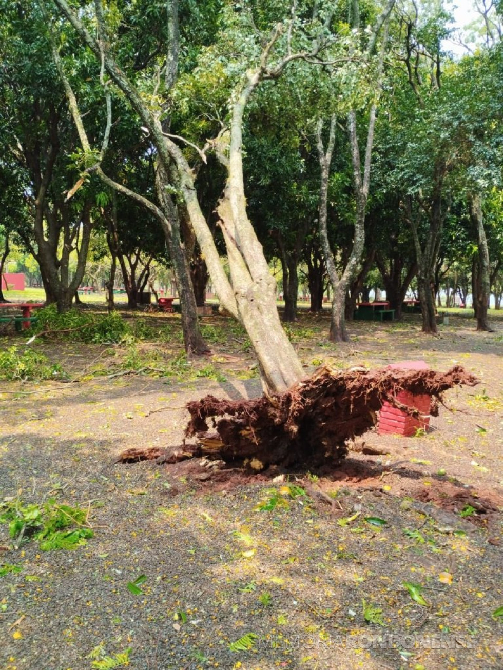 || Árvore derrubada no Parque de Lazer na sede distrital de Porto Mendes, pelo temporal, em 24 de outubro de 2024.
Imagem: Acervo Mídias Sociais - FOTO 26 -