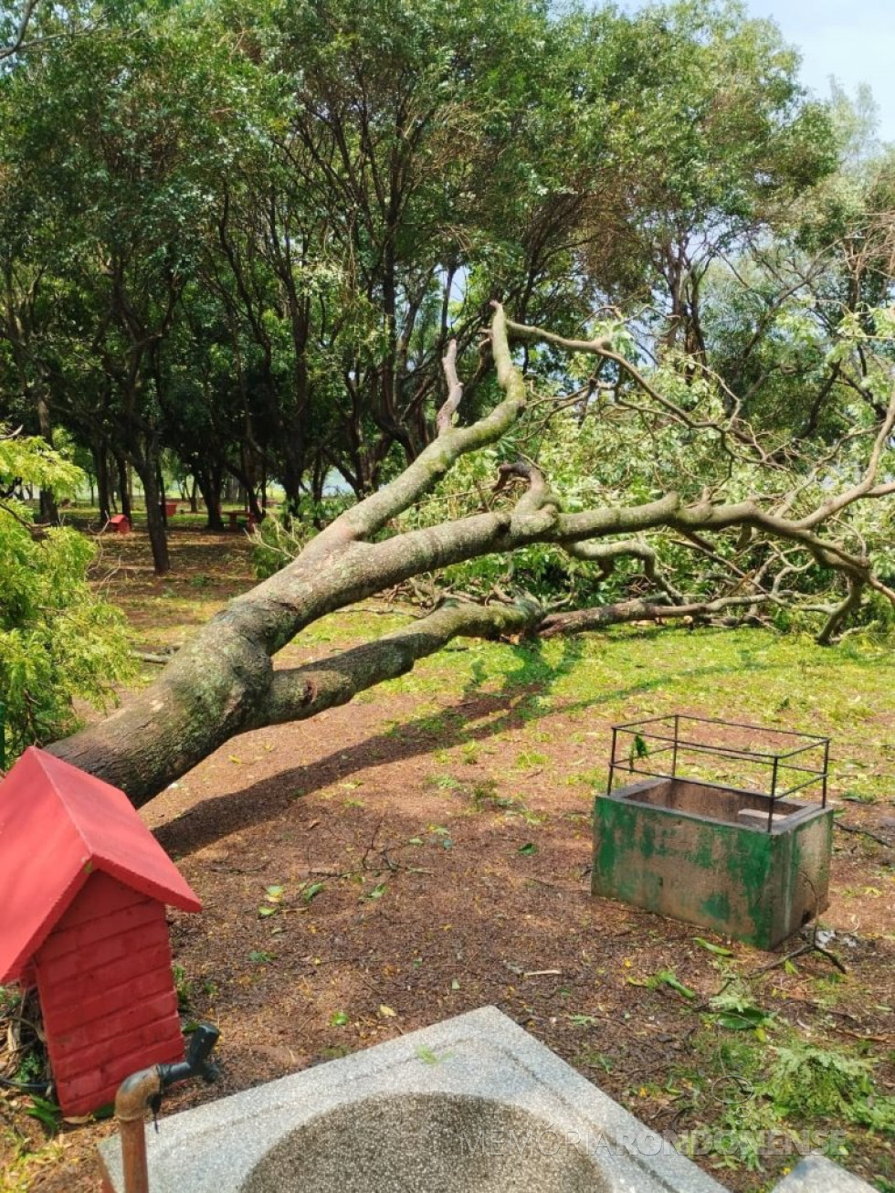 || Outra árvore derrubada pelo temporal no parque em Porto Mendes, dia 24 de outubro de 2024 - FOTO 27 -