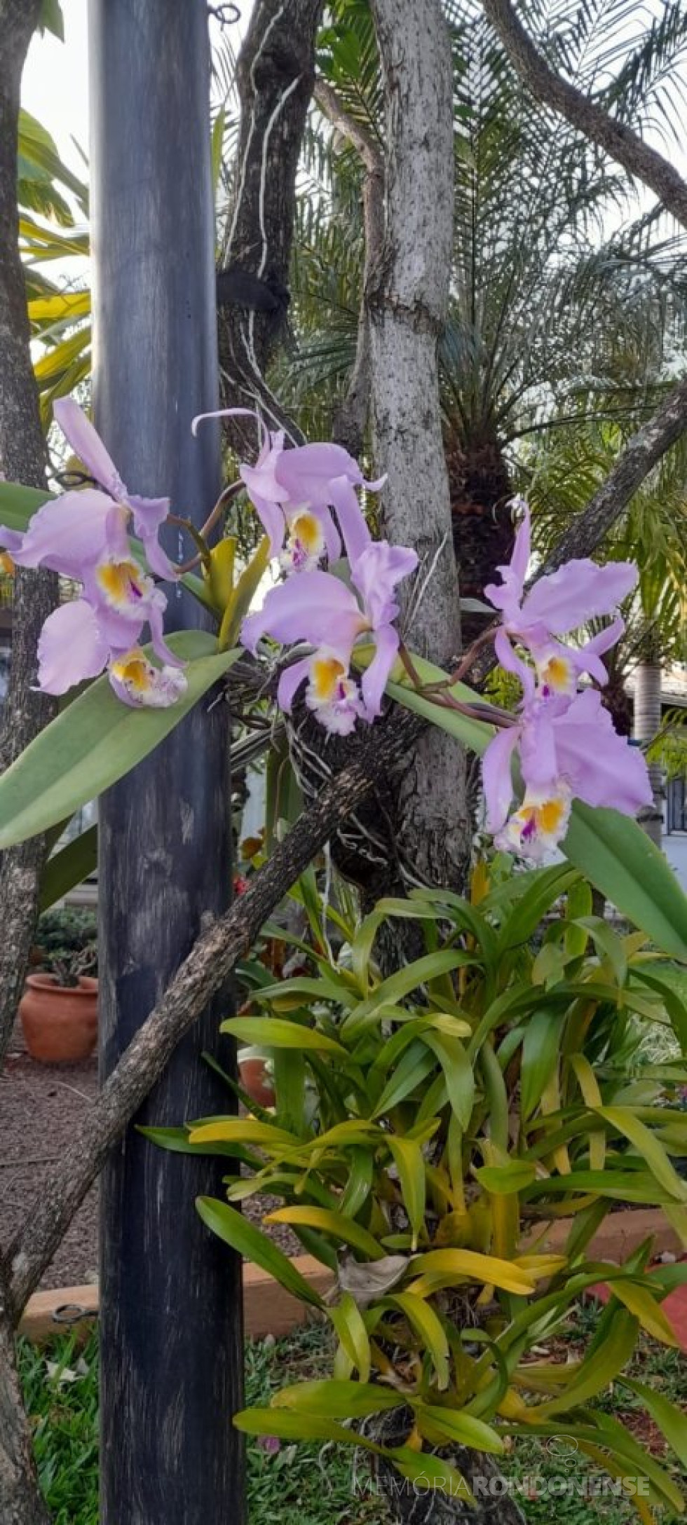 || Cattleya mossiae tipo, flor nacional da Venezuela, em florada na coleção do historiador rondonense Harto Viteck, em 04 de outubro de 2024.
Imagem: Acervo Projeto Memória Rondonense- FOTO 29 -