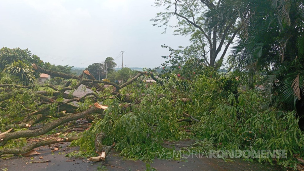 || Queda de árvores na sede distrital rondonense de Iguiporã provocado pelo temporal, 24 de outubro de 2024.
Imagem: Acervo e crédito de Nilson Hachmann / Facebook - FOTO 24 -