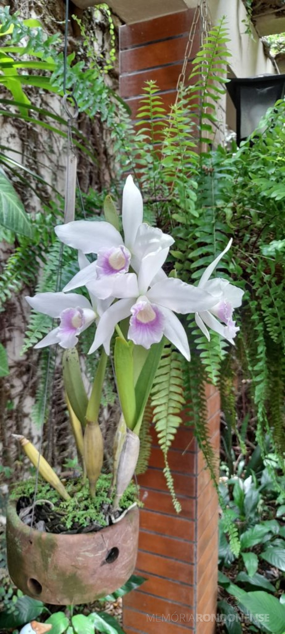 || Laelia purpurata anelatta var. cereja em florada na residência na coleção do historiador rondonense Harto Viteck.
Imagem: Acervo Projeto Memória Rondonense - FOTO 35 -