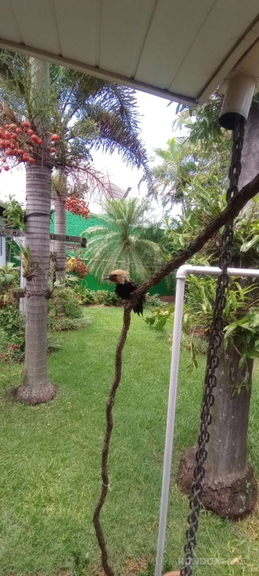 || Pica-pau-de-cabeça-amarela (Celeus flavescens, Gmelin, 1788), frequentador habitual do jardim do jornalista e historiador rondonense Harto Viteck, nesta em 16 de janeiro de 2025.
Imagem: Acervo e crédito de Alex Sandro Viteck - FOTO 18 -