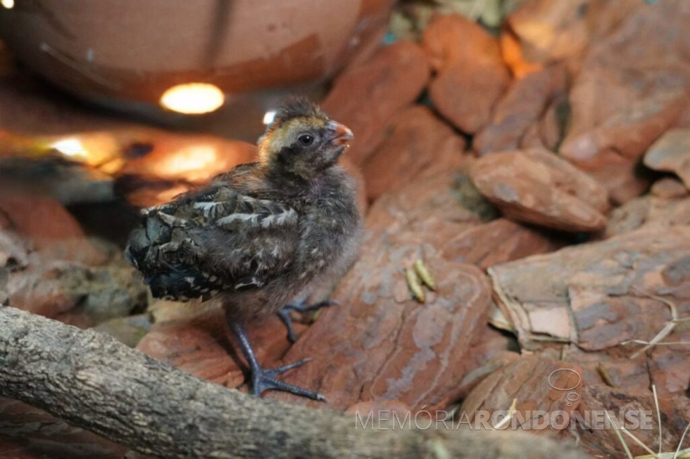 || Uru-do-nordeste (filhote) nascido no Parque das Aves, em fevereiro de 2025.
Imagem: Acervo da Instituição - FOTO 26 -