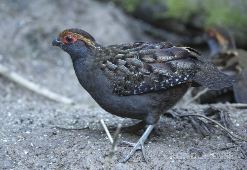 || Uru-do-nordeste recebido pelo Parque das Aves para reprodução, em maio de 2022.
Imagem: Acervo do Parque - crédito de João Sergio Barros - FOTO 26 -